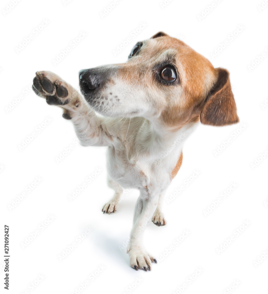 Adorable high five friendly dog. Playing around cute pet. White background