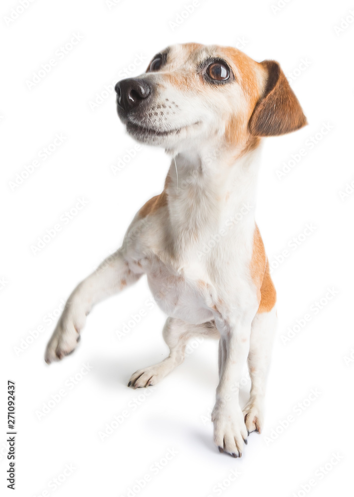 Active dancing movimg funny dog JAck Russell terrier on white background.