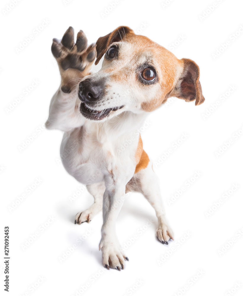 Friendly waving paw dog. Small joy pet. Enjoying life positive dog