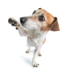Adorable high five friendly dog. Playing around cute pet. White background