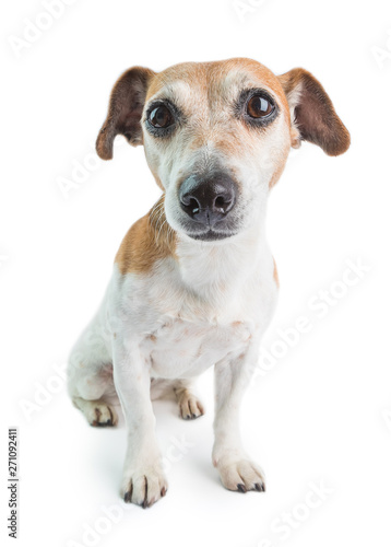 Dog portrait on white baground. Jack Russell terrier pet. Cutie pup