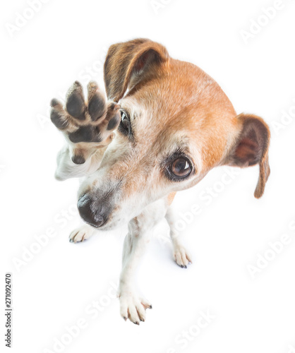 Photography High five waving dog