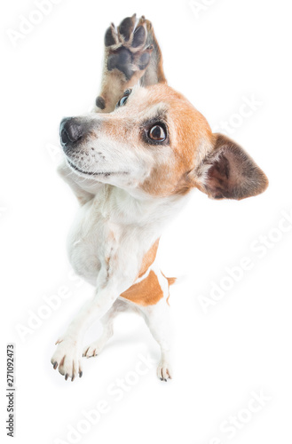 Fototapeta Naklejka Na Ścianę i Meble -  Dancing dog. High five. White background. Lovely funny pet. Let's have fun. Welcoming gesture emotions