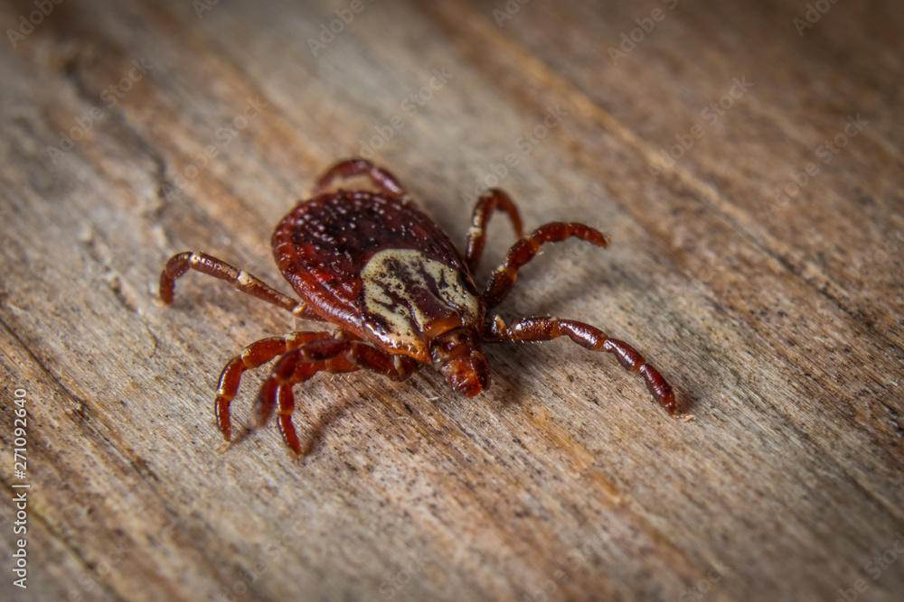Dog Tick Dog Tick