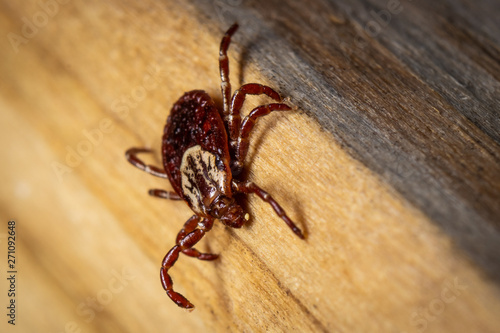 Dog Tick