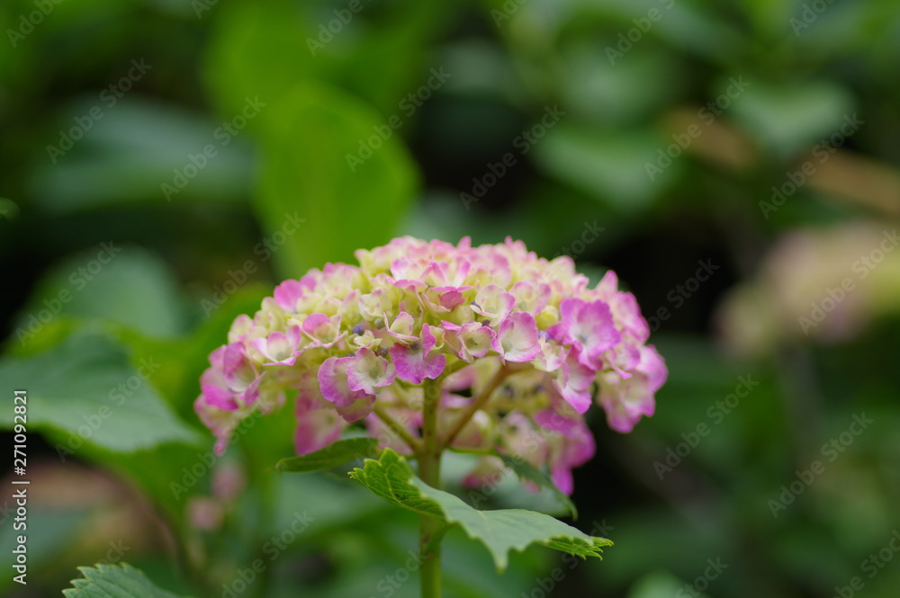 飛鳥の小道に咲いている紫陽花 飛鳥の小道に咲いている紫陽花