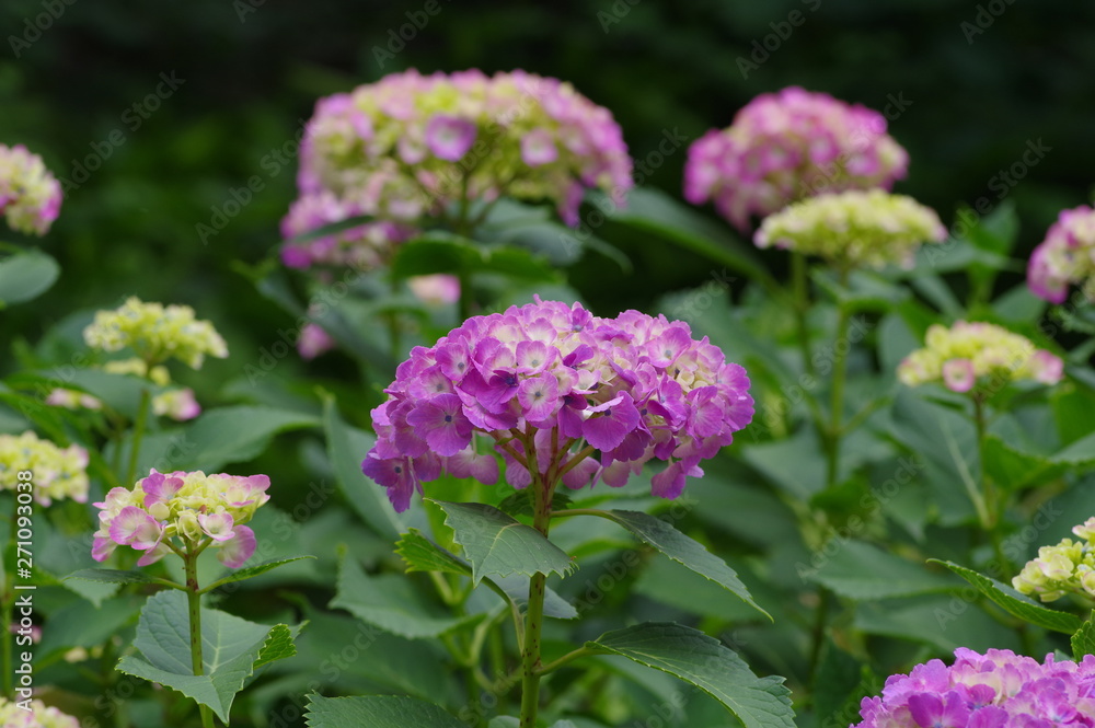 飛鳥の小道に咲いている紫陽花 飛鳥の小道に咲いている紫陽花