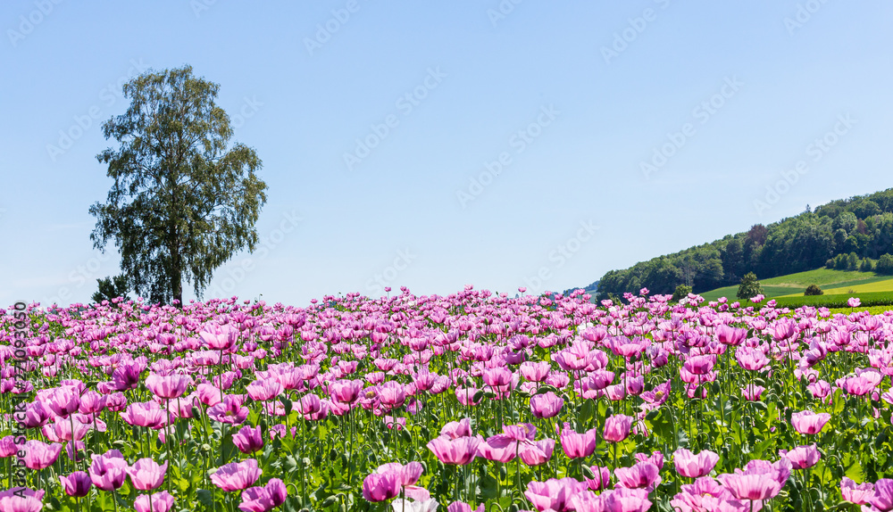 Poppy field on a sunny summer day