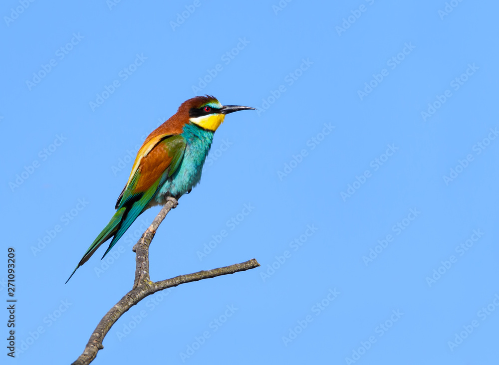 Obraz premium European Bee-Eater Perched on Tree Branch on Blue Sky in Spring