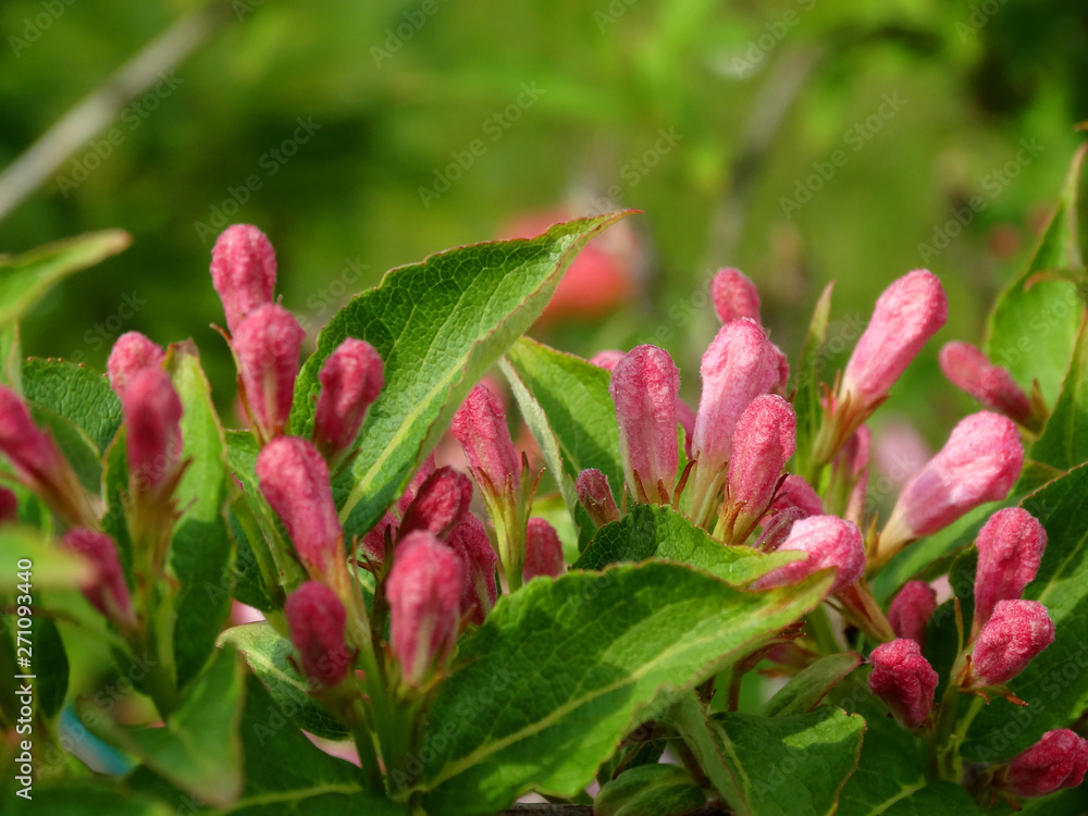 Die aufgehenden Knospen der lieblichen Weigelie Die aufgehenden Knospen der lieblichen Weigelie