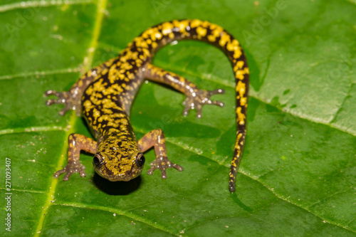 Green Salamander (Aneides aeneus) © ondreicka