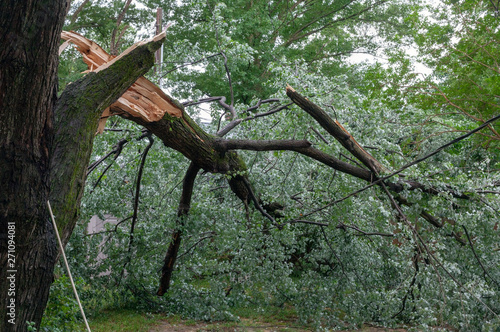 Severe storm damage to residential neighborhood tree. photo