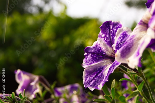 Kwiat ogrodowy w deszczu