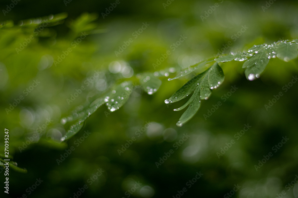 Raindrops on green leaves with a green background Raindrops on green leaves with a green background