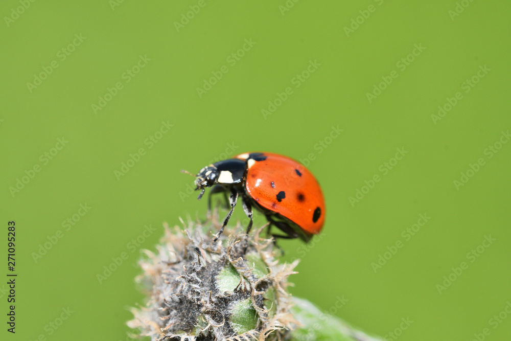 macro detail of ladybird on the green stalk of grass