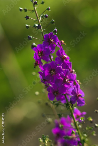 Beautiful purple field flower. Verbascum phoeniceum