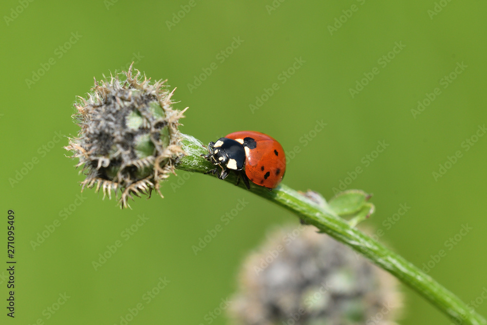 Naklejka premium ladybug climbing on the green grass macro photo
