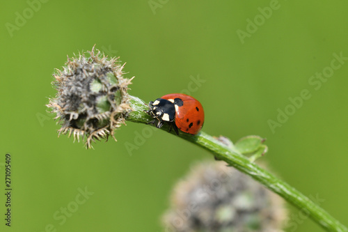 ladybug climbing on the green grass macro photo
