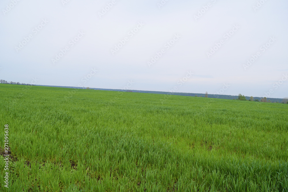 Obraz premium Beautiful green wide field. summer landscape