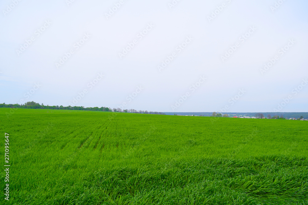 Beautiful green wide field. summer landscape Beautiful green wide field. summer landscape