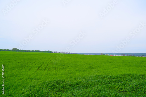 Beautiful green wide field. summer landscape