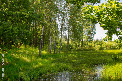 Very nice green forest with birch trees in Lithuania