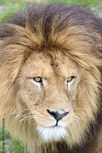 Portrait de lion