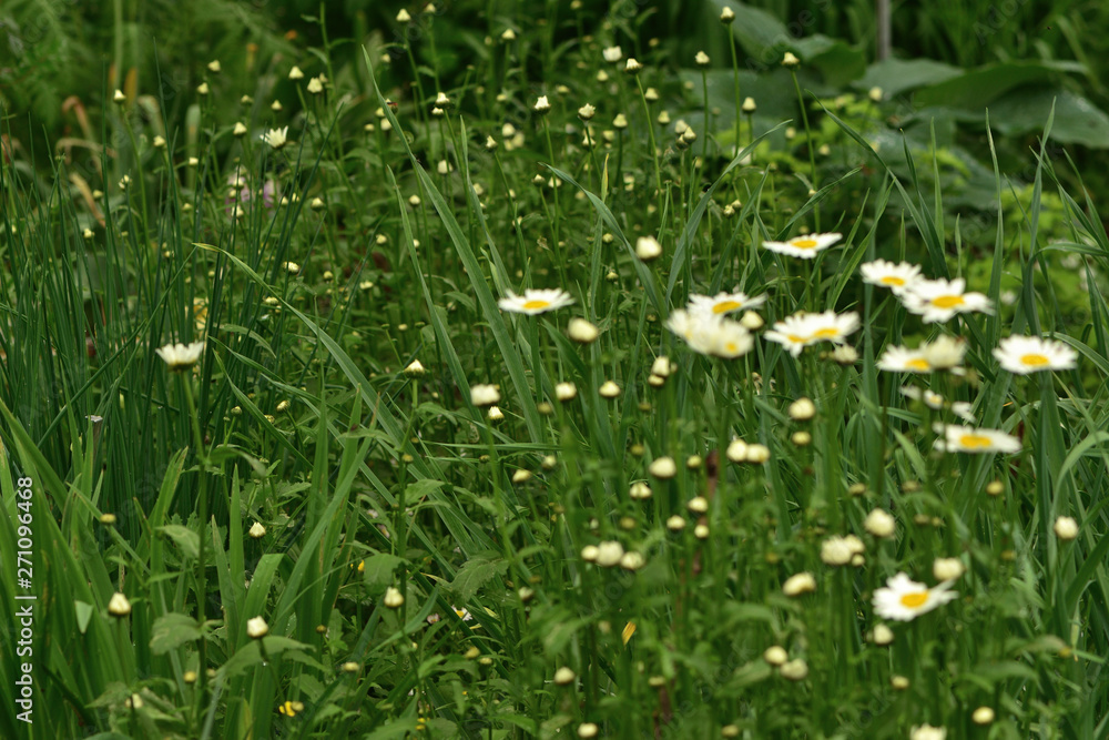 Closeup of white flowers of Matricaria Chamomile in the garden on a blurred green background Closeup of white flowers of Matricaria Chamomile in the garden on a blurred green background