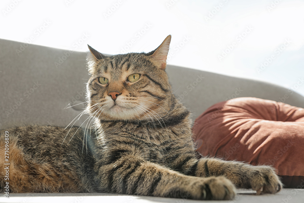 Cute striped cat lying on cozy sofa indoors