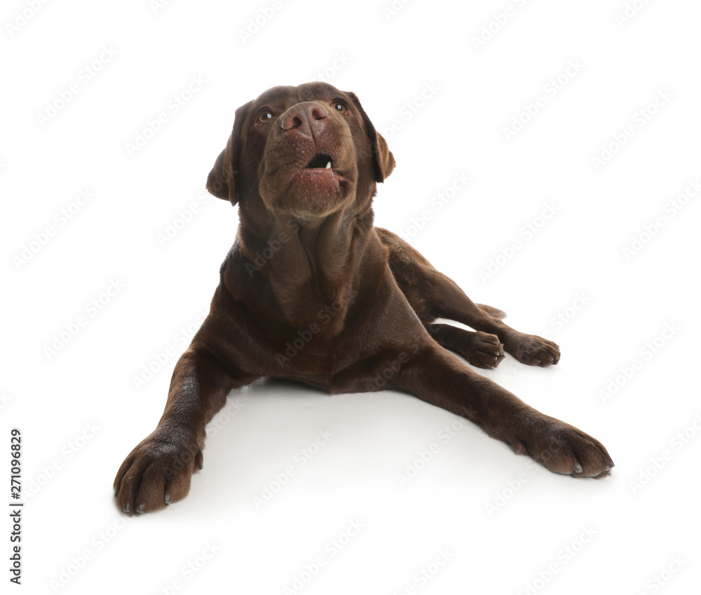 Chocolate labrador retriever lying on white background Chocolate labrador retriever lying on white background