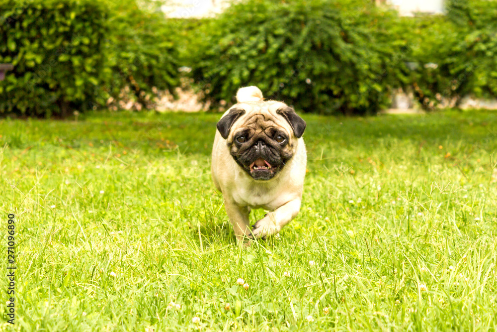 Cheerful pug dog running through green grass