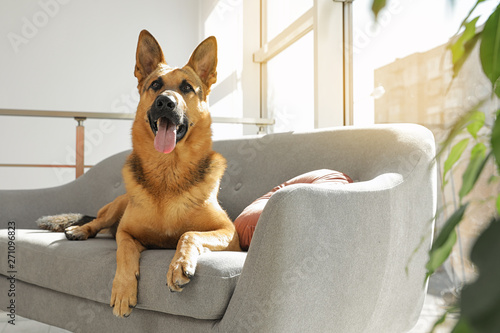 German shepherd lying on sofa in living room photo