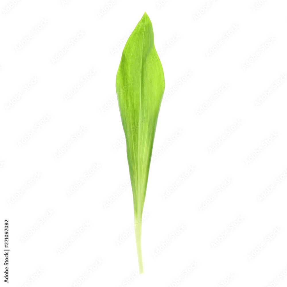 Leaf of wild garlic or ramson isolated on white Leaf of wild garlic or ramson isolated on white