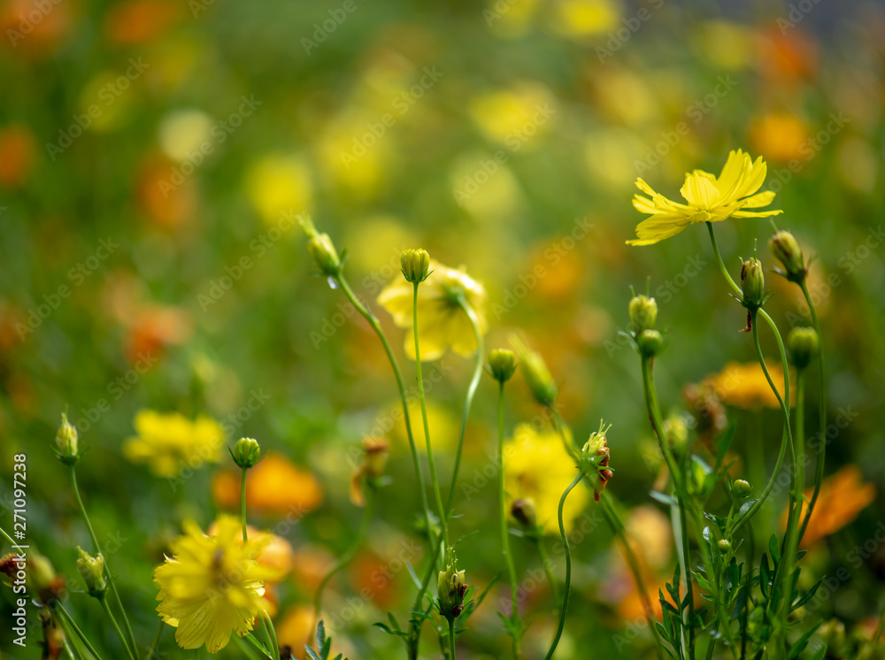 Fototapeta premium Yellow flower in the nature,select focus.