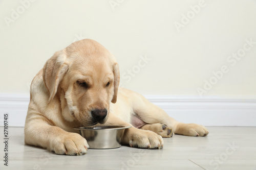 Cute yellow labrador retriever puppy with feeding bowl on floor indoors. Space for text