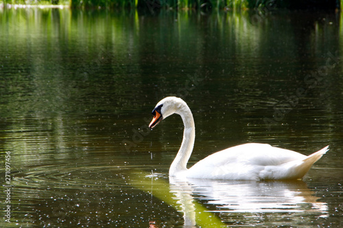 Water Bird, Swan, Mute Swan, Cygnus olor