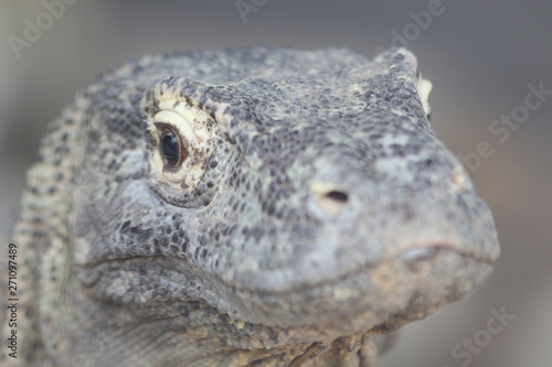 Dragon de komodo portrait