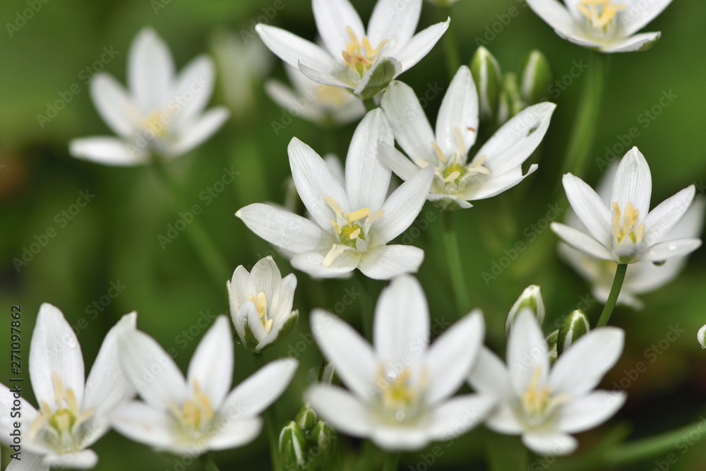 Fototapeta premium white flowers of a perennial Ornithogalum plant on a background of green grass in the garden