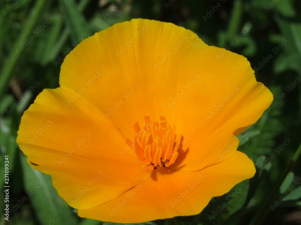 tulip in garden tulip in garden