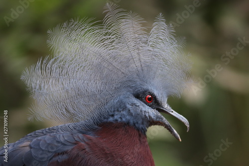Goura scheepmakeri portrait 