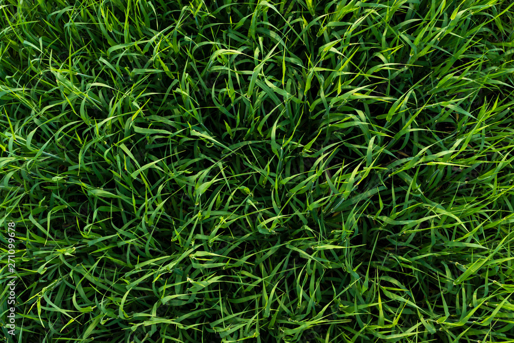 Green shoots of rye, photo from above Green shoots of rye, photo from above