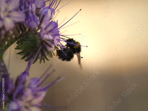 big bumble bee at the evening sunset