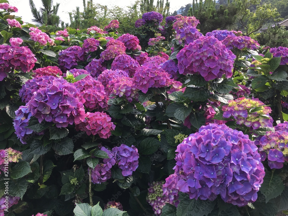 Hydrangeas (Hydrangea macrophylla) or Hortensia flowers blossom in Yangming Mountain, Taiwan. Hydrangeas (Hydrangea macrophylla) or Hortensia flowers blossom in Yangming Mountain, Taiwan.