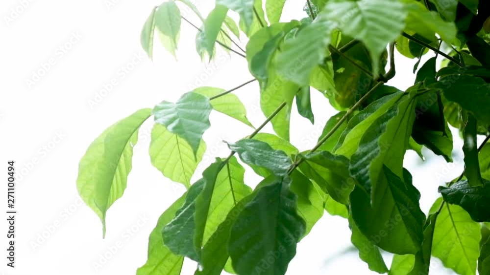 Close up green leaves in rainy day. Close up green leaves in rainy day.