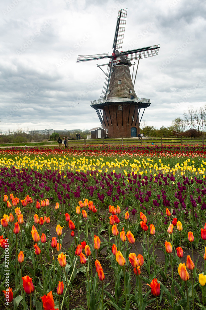 Pretty Field of Tulips and Windmill in Holland Michigan