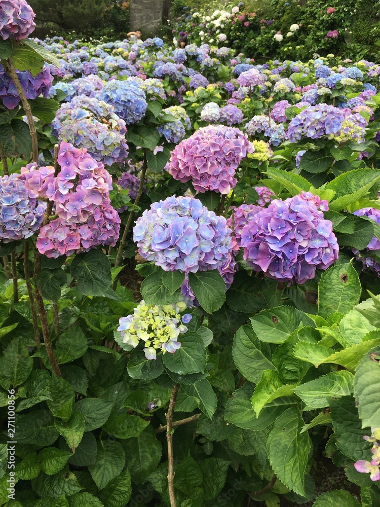 Hydrangeas (Hydrangea macrophylla) or Hortensia flowers blossom in Yangming Mountain, Taiwan. Hydrangeas (Hydrangea macrophylla) or Hortensia flowers blossom in Yangming Mountain, Taiwan.