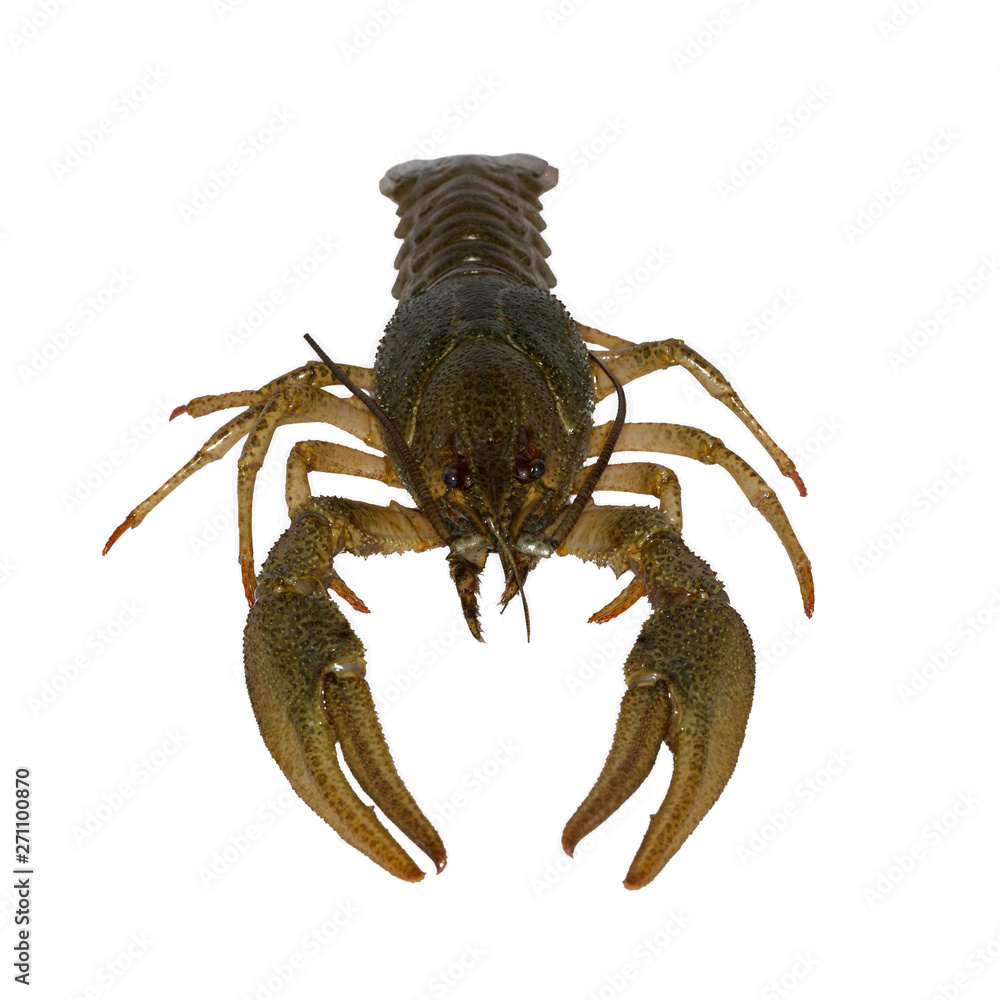 raw crayfish isolated on white background raw crayfish isolated on white background