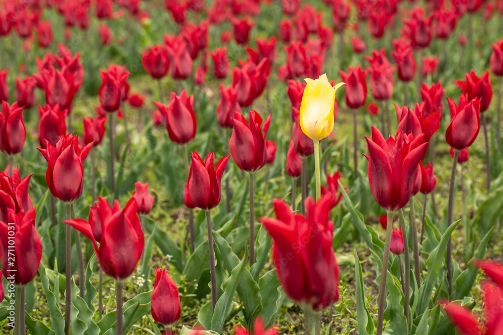 Single Yellow Tulip in Field of Red Single Yellow Tulip in Field of Red