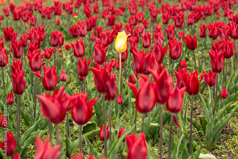 Lone Yellow Tulip In Garden Full of Red Lone Yellow Tulip In Garden Full of Red