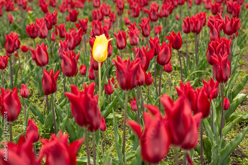 Yellow Tulip in Garden Full of Red Ones